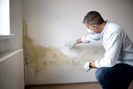 Best Emergency Mold Remediation in USA